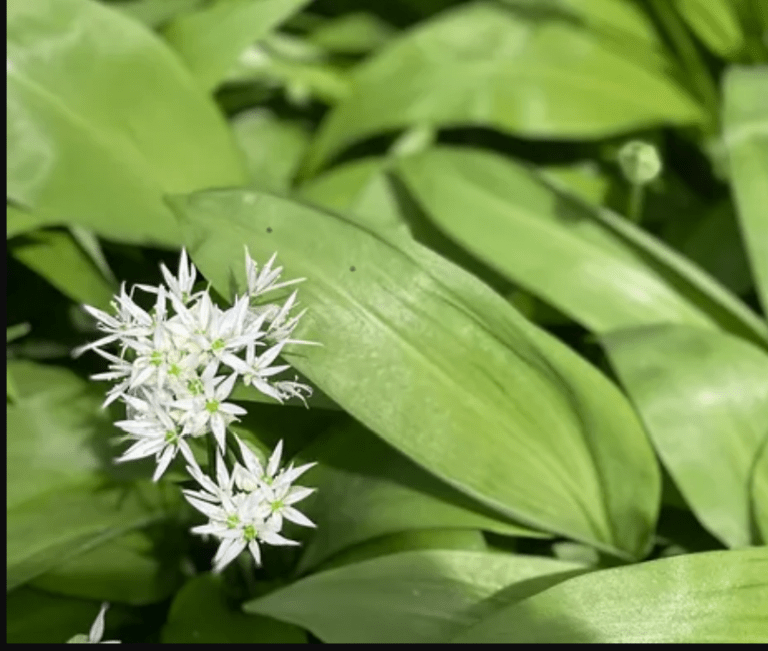 Green leaves and white flowers of wild garlic.