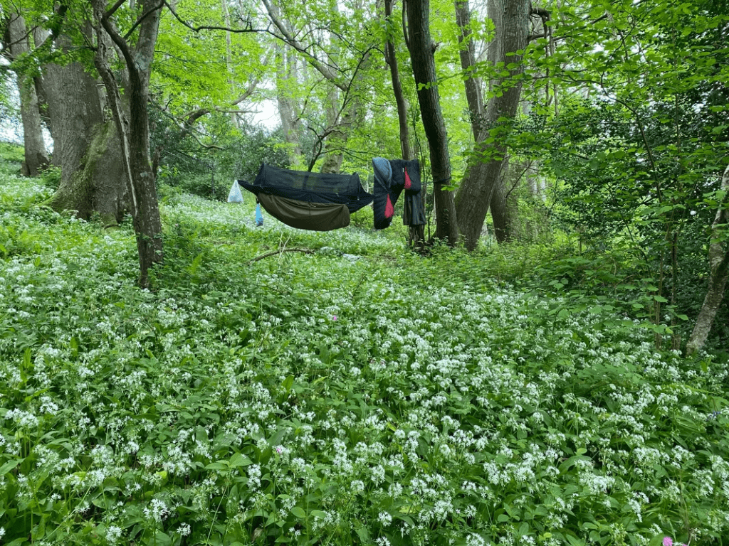 Hammock in the woods with wild garlic leaves and bluebells beneath
