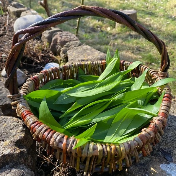 Spring Wild Garlic and Greens Forage – Joyful Outdoors