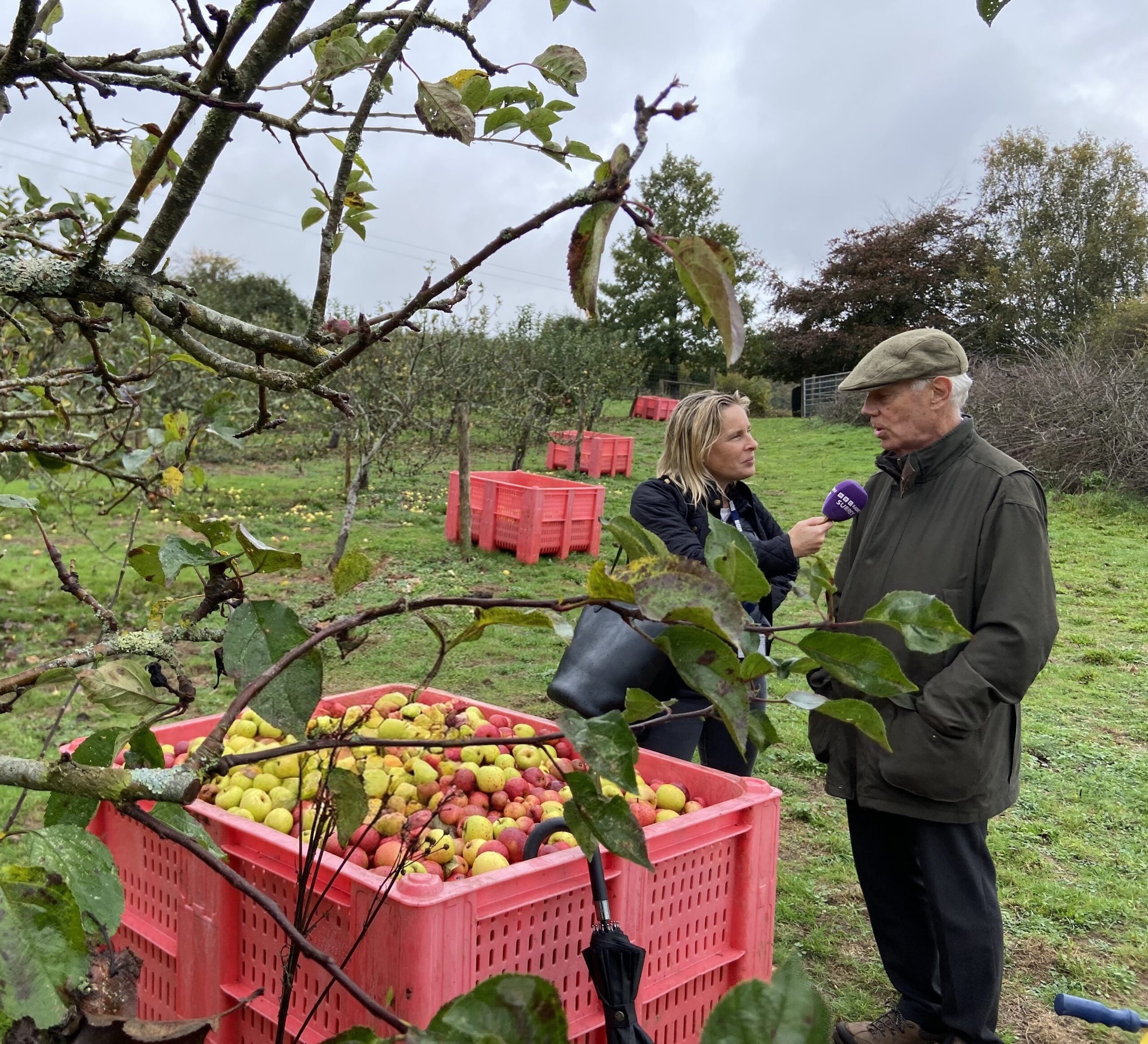 Teo people Standing next to each other in an apple orchard, one interviewing the other for a radio show. Large red crate of apples picked on Apple Day Harvest
