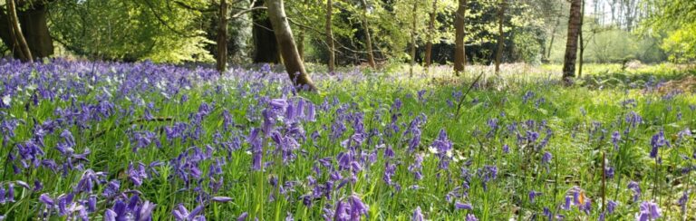 Bluebells in the Birtley Estate Woodlands