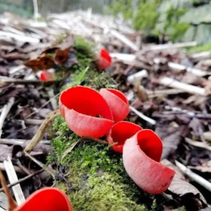 Scarlet Elf Cup Mushrooms