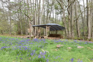 Alder Woodland Shelter with Bluebells in the Birtley Estate Woodland