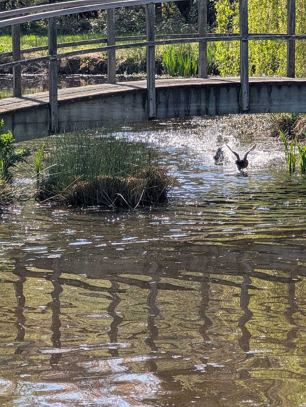 Birds taking flight from Birtley Lake, under Monet Bridge