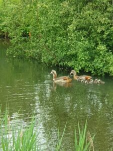 A family of Egyptian Geese on Birtley Lake Spring 2026 with six goslings