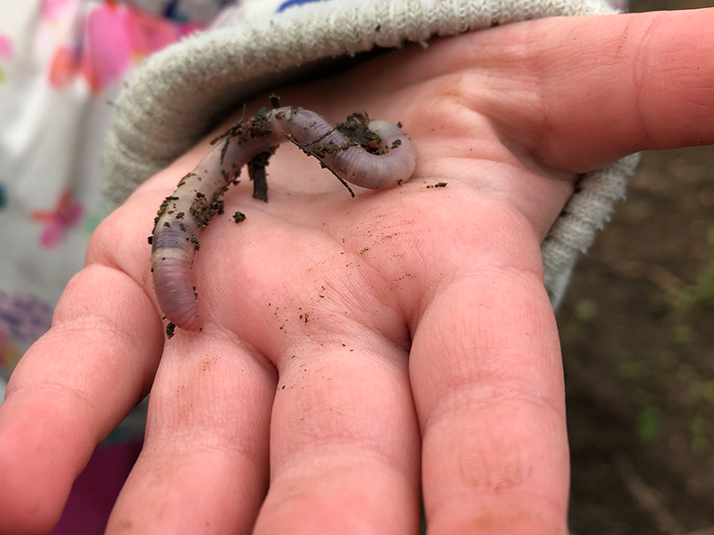 Childs hand holding a worm at Surrey Hills Forest School